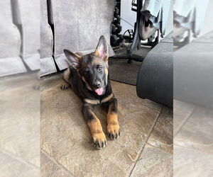 Mutt Dogs for adoption in Camarillo, CA, USA