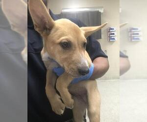 Labrador Retriever-Unknown Mix Dogs for adoption in Conroe, TX, USA