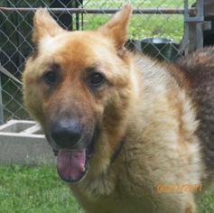 German Shepherd Dog Dogs for adoption in Lonsdale, AR, USA