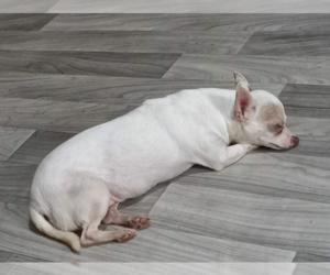 Chihuahua-Unknown Mix Dogs for adoption in Cranston, RI, USA