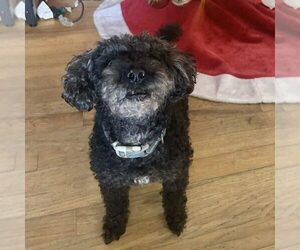 Poodle (Miniature) Dogs for adoption in Spring Lake, NC, USA
