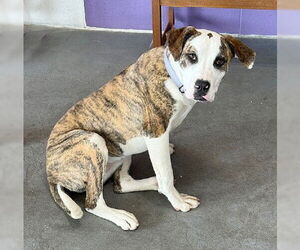 American Staffordshire Terrier-Labrador Retriever Mix Dogs for adoption in Genesee, WI, USA