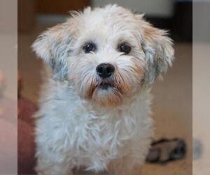 Tibetan Terrier Dogs for adoption in Madison, WI, USA