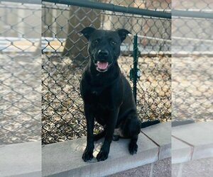 American Pit Bull Terrier-Labrador Retriever Mix Dogs for adoption in Atlanta, GA, USA
