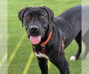 Mastador Dogs for adoption in San Diego, CA, USA