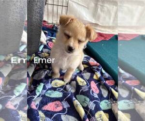 Mutt Dogs for adoption in Turlock, CA, USA