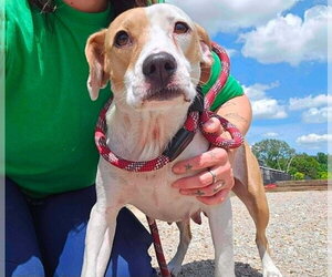 Beagle-Unknown Mix Dogs for adoption in Wenonah, NJ, USA