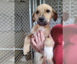 American Pit Bull Terrier-Unknown Mix Dogs for adoption in Linton, IN, USA