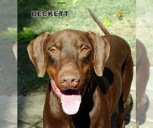 Doberman Pinscher Dogs for adoption in Lindsay, CA, USA