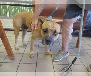 Mastiff-Unknown Mix Dogs for adoption in Ocala, FL, USA