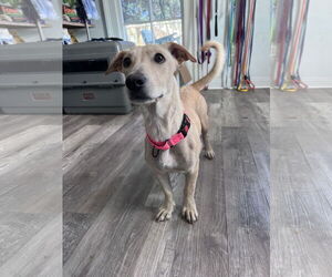Italian Greyhound-Labrador Retriever Mix Dogs for adoption in New Orleans, LA, USA