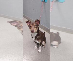 Australian Kelpie-Unknown Mix Dogs for adoption in Las Vegas, NV, USA
