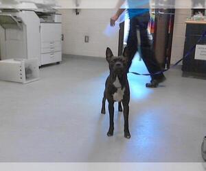 American Pit Bull Terrier-Unknown Mix Dogs for adoption in Fayetteville, NC, USA