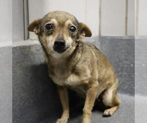 Chihuahua-Unknown Mix Dogs for adoption in San Antonio, TX, USA