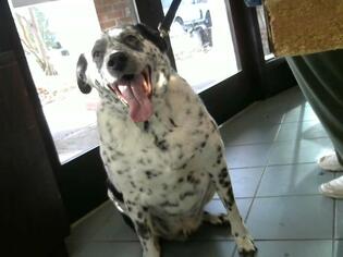German Shorthaired Pointer Dogs for adoption in Nashville, TN, USA