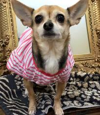 Chihuahua Dogs for adoption in Phoenix , AZ, USA