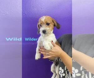 Dachshund-Unknown Mix Dogs for adoption in Metairie, LA, USA