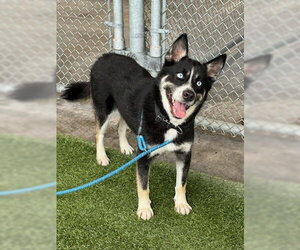 Siberian Husky Dogs for adoption in Baytown, TX, USA