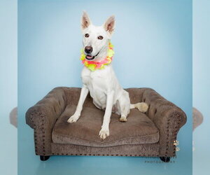 Carolina Dog Dogs for adoption in Corona, CA, USA