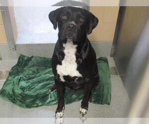 Labrador Retriever-Unknown Mix Dogs for adoption in Orange, CA, USA