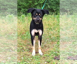 Huskies -Unknown Mix Dogs for adoption in Wetumpka, AL, USA