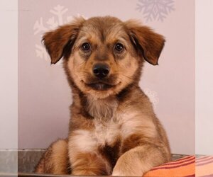 Border-Aussie Dogs for adoption in Sheridan, CO, USA