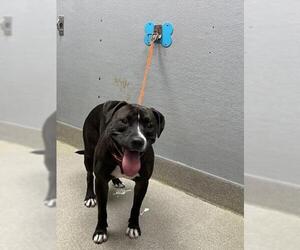 American Pit Bull Terrier-Unknown Mix Dogs for adoption in Las Vegas, NV, USA