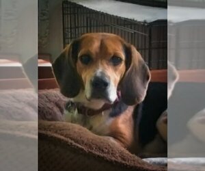 Beagle Dogs for adoption in Valrico, FL, USA