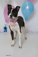 Boston Terrier-Jack Russell Terrier Mix Dogs for adoption in Kenner, LA, USA