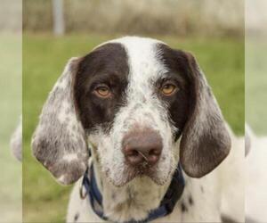 German Wirehaired Pointer Dogs for adoption in Wadena, MN, USA