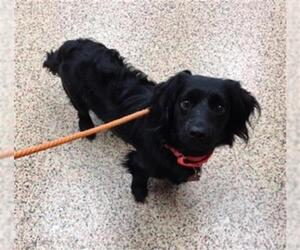 Dachshund-Unknown Mix Dogs for adoption in Springfield, MA, USA