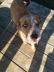 Medium Photo #1 Mutt Puppy For Sale in Fredericksburg, VA, USA