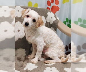 Maltese Dogs for adoption in Lake City, MI, USA