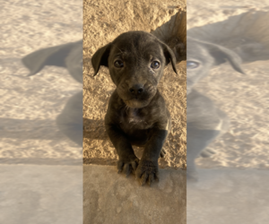 Dachshund-Unknown Mix Dogs for adoption in Aurora, IN, USA