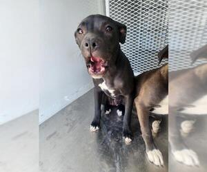 American Pit Bull Terrier Dogs for adoption in Bakersfield, CA, USA