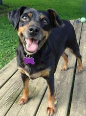 Miniature Pinscher Dogs for adoption in Fairmont, WV, USA