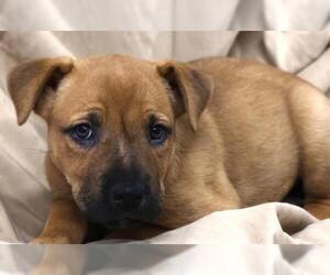Mutt Dogs for adoption in Thief River Falls, MN, USA