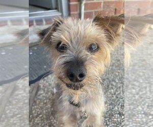 Silky Terrier-Unknown Mix Dogs for adoption in Missouri City, TX, USA