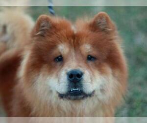 Chow Chow Dogs for adoption in Cookeville, TN, USA