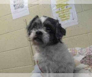 Shih Tzu Dogs for adoption in Downey, CA, USA