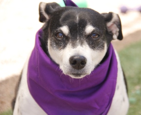Rat Terrier-Unknown Mix Dogs for adoption in phoenix, AZ, USA