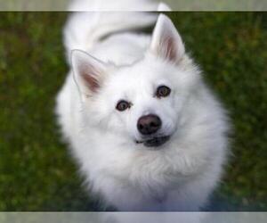 American Eskimo Dog Dogs for adoption in Placerville, CA, USA
