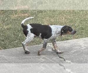 Mutt Dogs for adoption in San Antonio, TX, USA