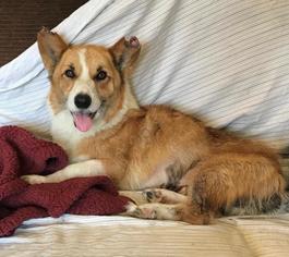 Pembroke Welsh Corgi Dogs for adoption in Lake Forest, CA, USA
