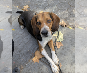 Beagle-Unknown Mix Dogs for adoption in Brooklyn, NY, USA