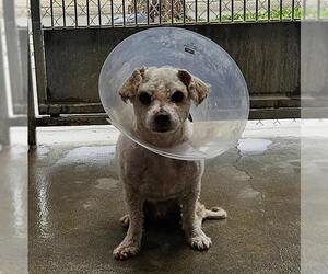 Poodle (Toy) Dogs for adoption in Camarillo, CA, USA