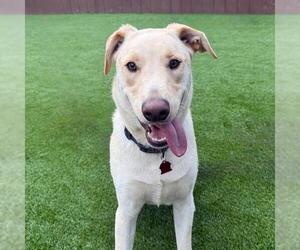 Labrador Retriever-Unknown Mix Dogs for adoption in San Diego, CA, USA