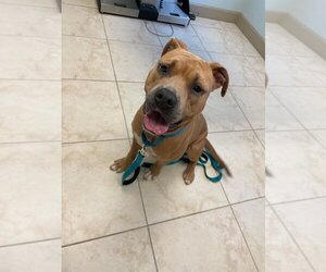 Black Mouth Cur-Unknown Mix Dogs for adoption in Port Saint Lucie, FL, USA