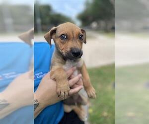 Black Mouth Cur-Unknown Mix Dogs for adoption in Houston, TX, USA