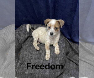 Mutt Dogs for adoption in Topeka, KS, USA